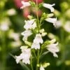 Penstemon 'Pensham Wedding Day' -Double Tree Store PENS V66449 A h