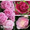 Peony Collection -Double Tree Store PEO V73269 A