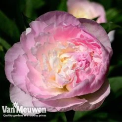 Peony Collection -Double Tree Store PEO V73269 C