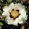 Tree Peony Rockii -Double Tree Store PEON V13532 A h