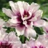 Peony Itoh 'Cora Louise' -Double Tree Store PEON V81264 A