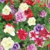 Petunia (Trailing) Trade Bedding Pack -Double Tree Store PETU V18947 A h