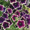 Petunia 'Cascadia Rim Magenta'