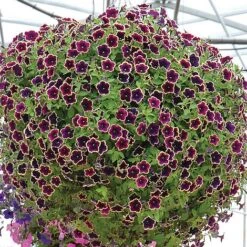 Best Seller -Double Tree Store PETU V48226 B h