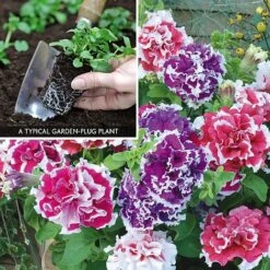 Petunia 'Orchid-Flowered Mixed' F1 Hybrid Success Kit -Double Tree Store PETU V59905 A1
