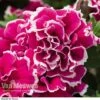 Petunia 'Tumbelina Anna' -Double Tree Store PETU V68778 A h