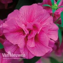 Petunia 'Frills & Spills™ Mixed' 13 Petunia 'Frills & Spills™ Mixed' -Double Tree Store PETU VKA1199 F