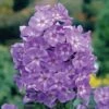 Phlox 'Laura' -Double Tree Store PHLO V66455 A h
