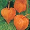 Physalis Alkekengi Var. Franchetii -Double Tree Store PHYS V65784 A h