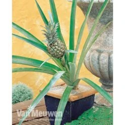 Pineapple Plant -Double Tree Store PINE V80761 A h