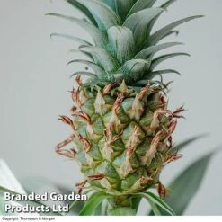 Pineapple Plant -Double Tree Store PINE PINEAPPLE KB1980 A