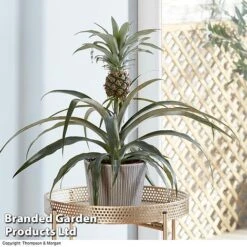 Pineapple Plant -Double Tree Store PINE PINEAPPLE KB1980 B