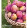 Plum 'Victoria' -Double Tree Store PLUM 16000 A1