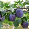Plum Black Amber (Mini Fruit Tree) -Double Tree Store PLUM T10632 A
