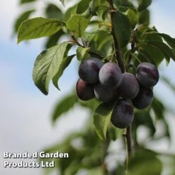 Plum Black Amber (Mini Fruit Tree) -Double Tree Store PLUM T10632 C