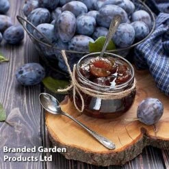 Plum Black Amber (Mini Fruit Tree) -Double Tree Store PLUM T10632 D