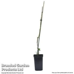 Plum Black Amber (Mini Fruit Tree) -Double Tree Store PLUM T10632 E