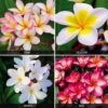 Plumeria Collection -Double Tree Store PLUM V70596 A h
