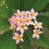 Plumeria 'Pink' -Double Tree Store PLUM V70597 A h