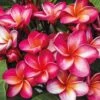 Plumeria 'Red' -Double Tree Store PLUM V70598 A h