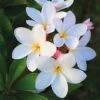 Plumeria 'White' 1 Plumeria 'White' -Double Tree Store PLUM V70599 A h