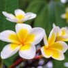 Plumeria 'Yellow' -Double Tree Store PLUM V70600 A h