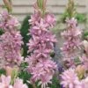 Polianthes Tuberosa 'Pink Sapphire' -Double Tree Store POLI V49118 A h