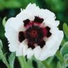 Poppy 'Royal Wedding' -Double Tree Store POPP V59516 A h