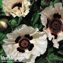 Poppy 'Checkers' -Double Tree Store POPP V65708C B