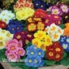 Primrose 'Alaska Improved Mixed' -Double Tree Store PRIM V11457 A