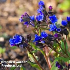 Pulmonaria 'Blue Ensign' -Double Tree Store PULM T62252 C
