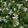 Pulmonaria 'Sissinghurst White' -Double Tree Store PULM V59668 A h