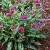 Pulmonaria 'Raspberry Splash' -Double Tree Store PULM V63488 A h