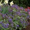 Pulmonaria 'Trevi Fountain' -Double Tree Store PULM V63490 A h