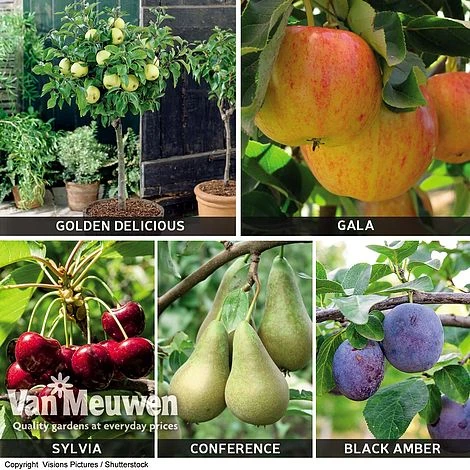 Patio Fruit Tree Collection 4 Patio Fruit Tree Collection - Image 2