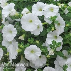 Petunia 'Surfinia' Pre-Planted Basket -Double Tree Store Petunia Surfinia White TMHF 8
