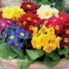 Polyanthus 'Crescendo' -Double Tree Store Polyanthus Crescendo