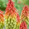 Red Hot Poker 'Traffic Lights' -Double Tree Store RED V65534 A h