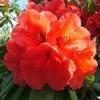 Azalea 'Geisha Orange' -Double Tree Store RHOD V59229 A h
