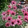 Rhodanthemum 'Pretty In Pink'