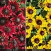 Rudbeckia Collection -Double Tree Store RUDB V52751 A h