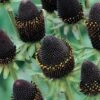 Rudbeckia Occidentalis 'Green Wizard' -Double Tree Store RUDB V65834 A h
