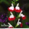 Salvia 'Hot Lips' -Double Tree Store SALV V59108 A