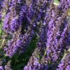 Salvia Nemorosa 'Marcus' -Double Tree Store SALV V59672 A h
