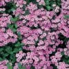 Saponaria Ocymoides -Double Tree Store SAPO V65840 A h