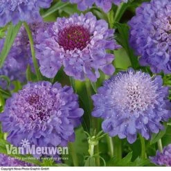 Scabious 'Blue Note' -Double Tree Store SCAB V11581 B1