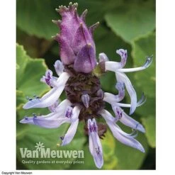 Coleus Canina 'Scaredy Cat' -Double Tree Store SCAR VKA0115 C