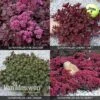 Sedum 'Sunsparkler' Collection -Double Tree Store SEDU V82155 A h