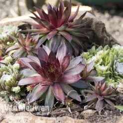Sempervivum 'Mixed' -Double Tree Store SEMP V65856 A