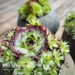 Sempervivum 'Mixed' -Double Tree Store SEMP V65856 B